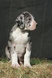 DOGUE ALLEMAND 640